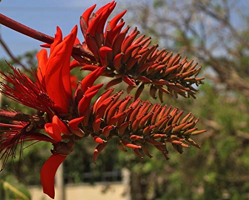 デイゴ・カイコウズ（アメリカデイゴ）・サンゴシトウの違いは？似た